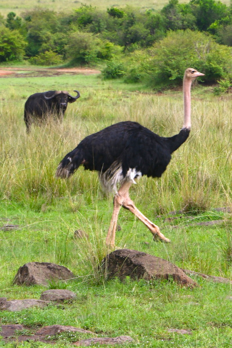 Kenyan Expedition Safari Ostrich Wildebeest Sighting